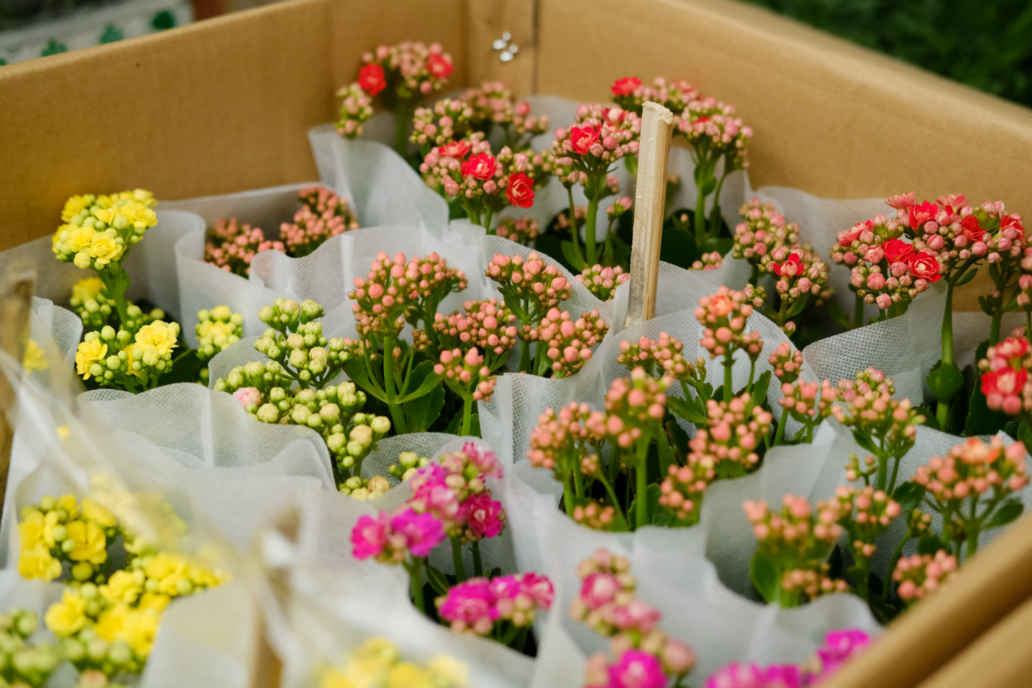 长寿花 长寿花长歪了、长太高如何办?