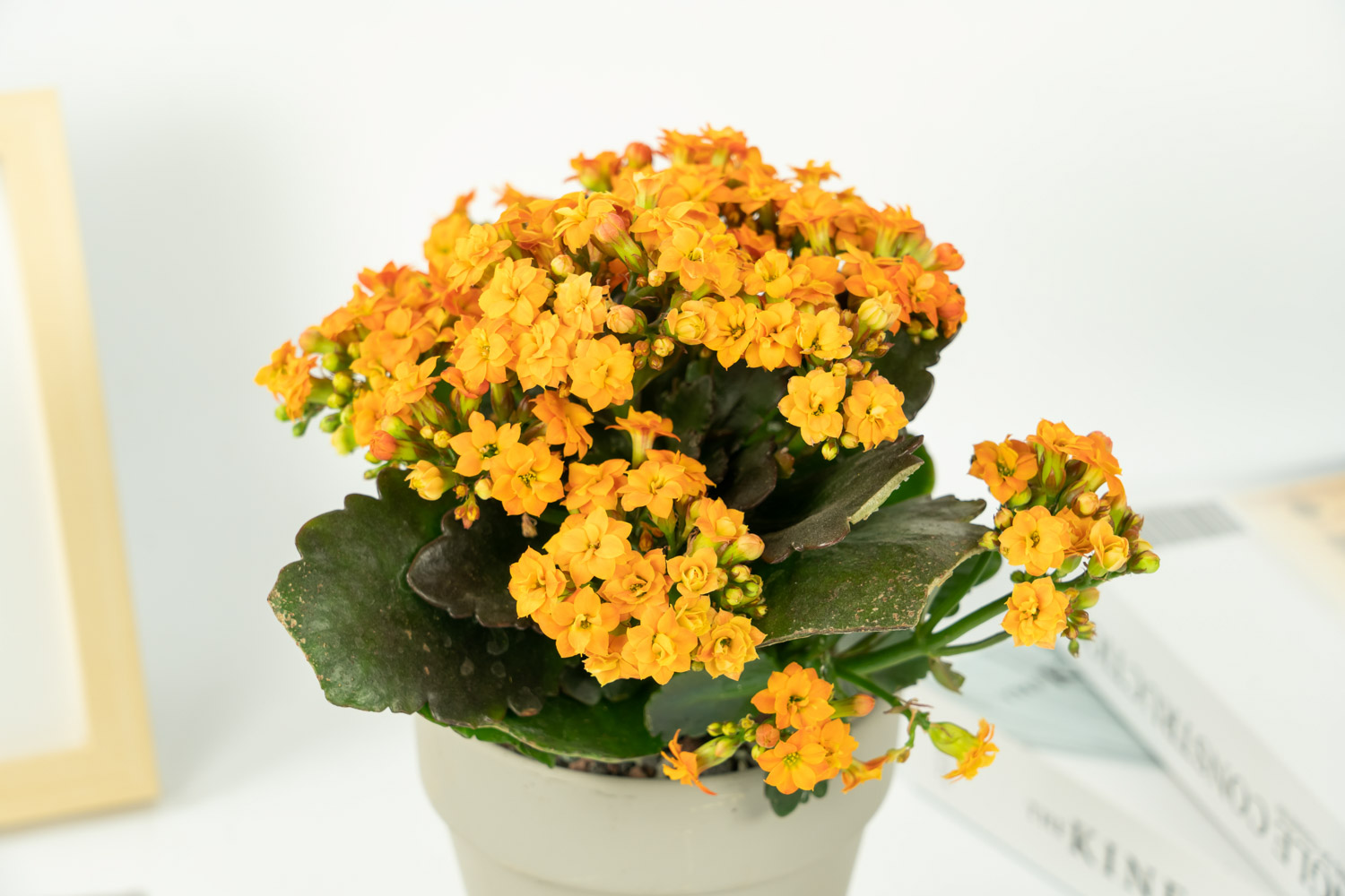 长寿花 长寿花长歪了、长太高如何办?