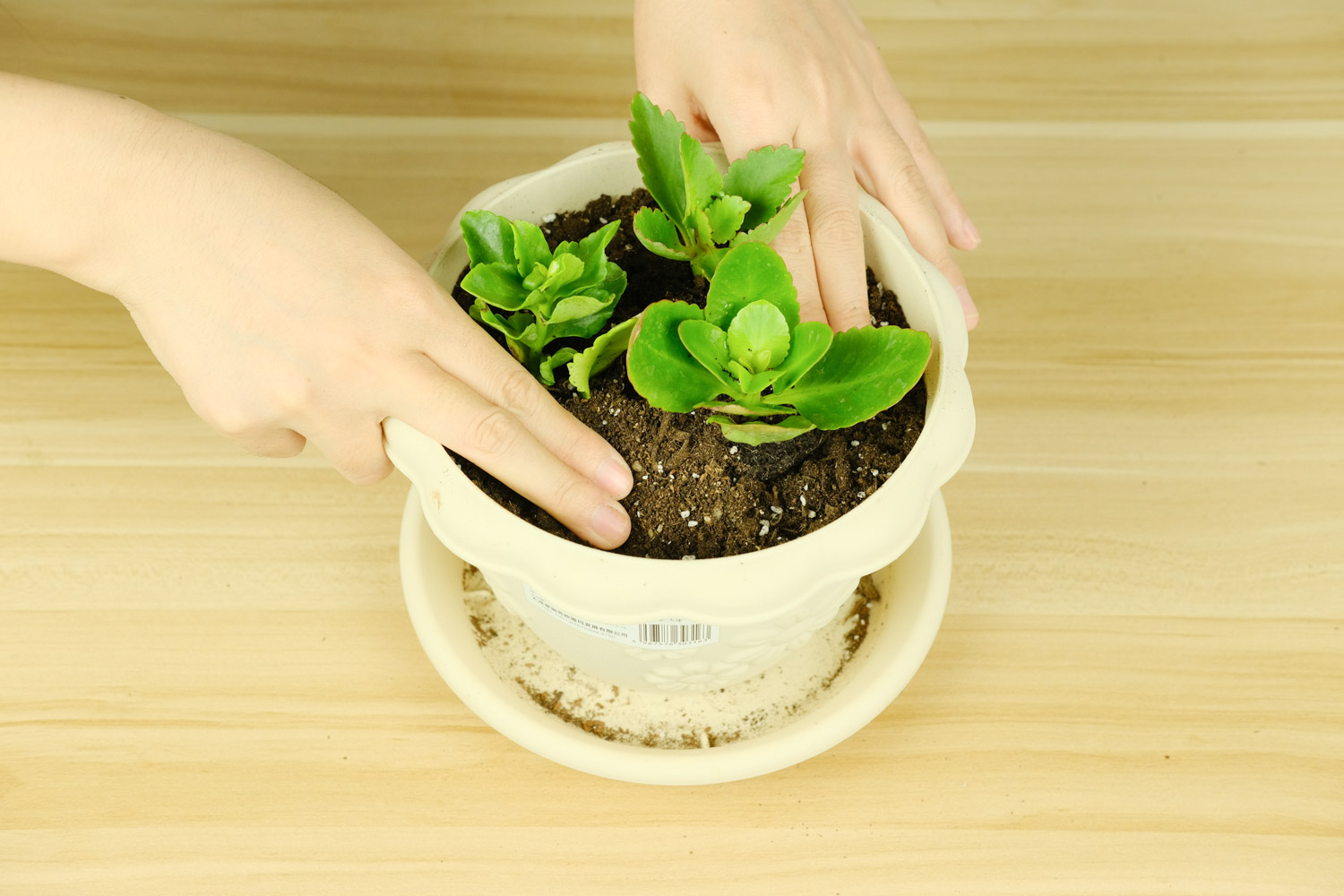 长寿花不长花苞、花苞掉了如何办？