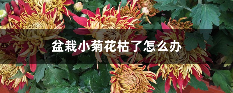 盆栽小菊花枯了如何办，是什么原因