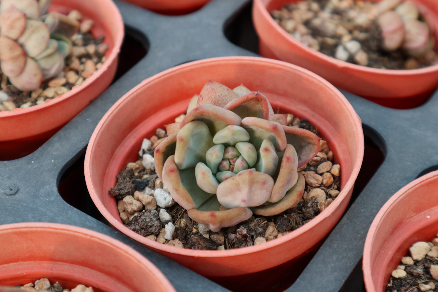 佛珠多肉干瘪了如何办