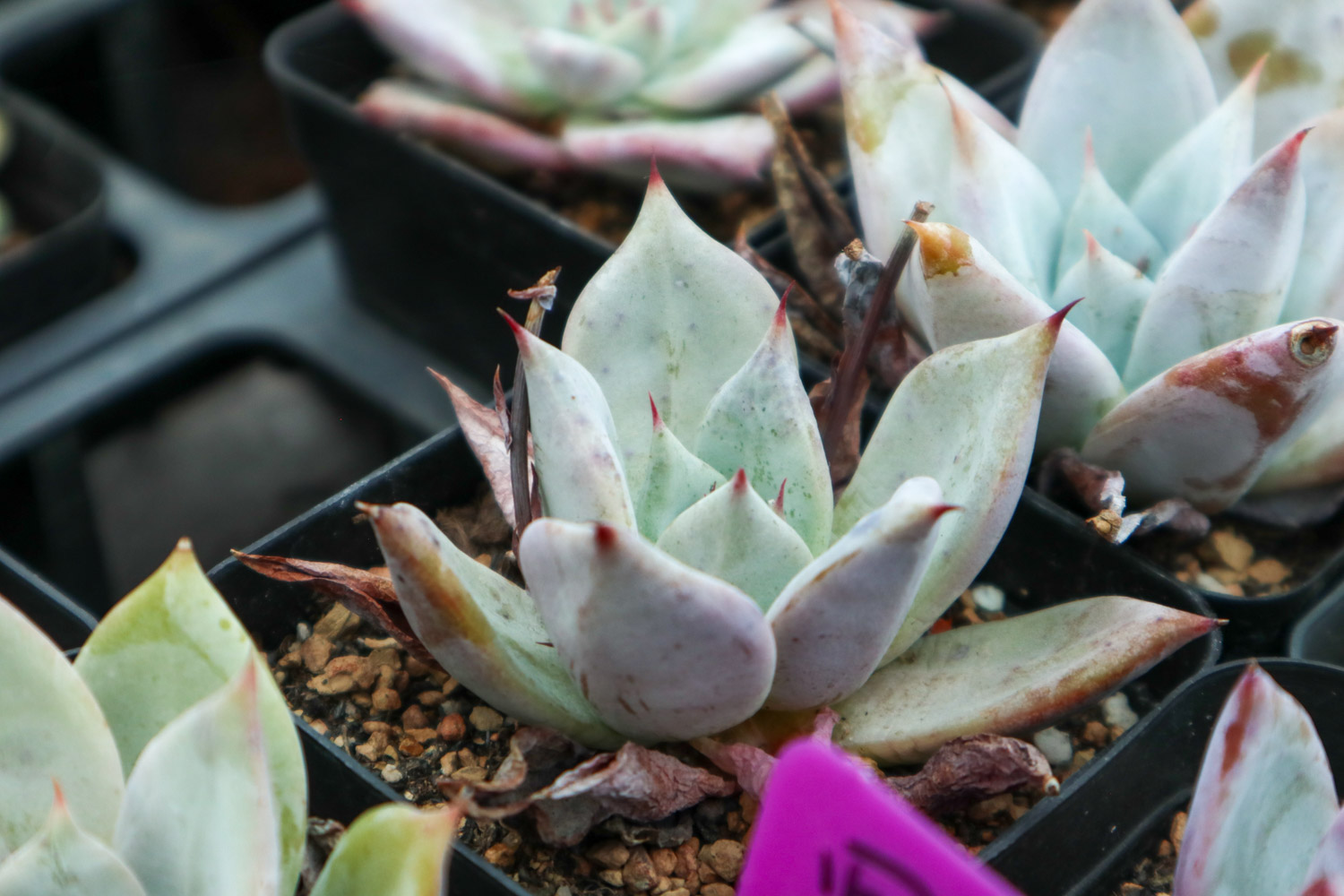 佛珠多肉烂了如何办，喜水吗？