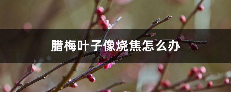 腊梅叶子像烧焦如何办，枯萎有救吗