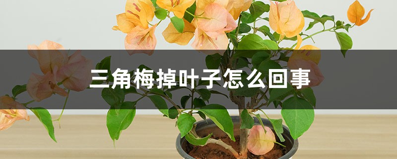 三角梅叶子蔫了，一碰就掉如何回事