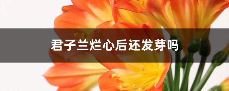 君子兰烂心后还发芽吗，要如何处理