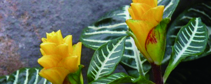 黄金塔花叶子卷如何办，如何剪枝（图）