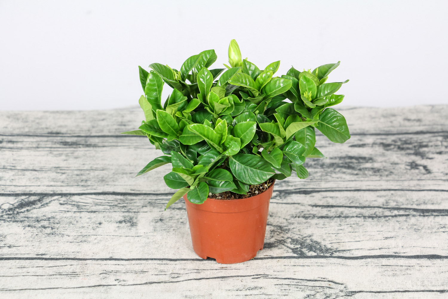 栀子花叶子干枯如何办，还能救活吗