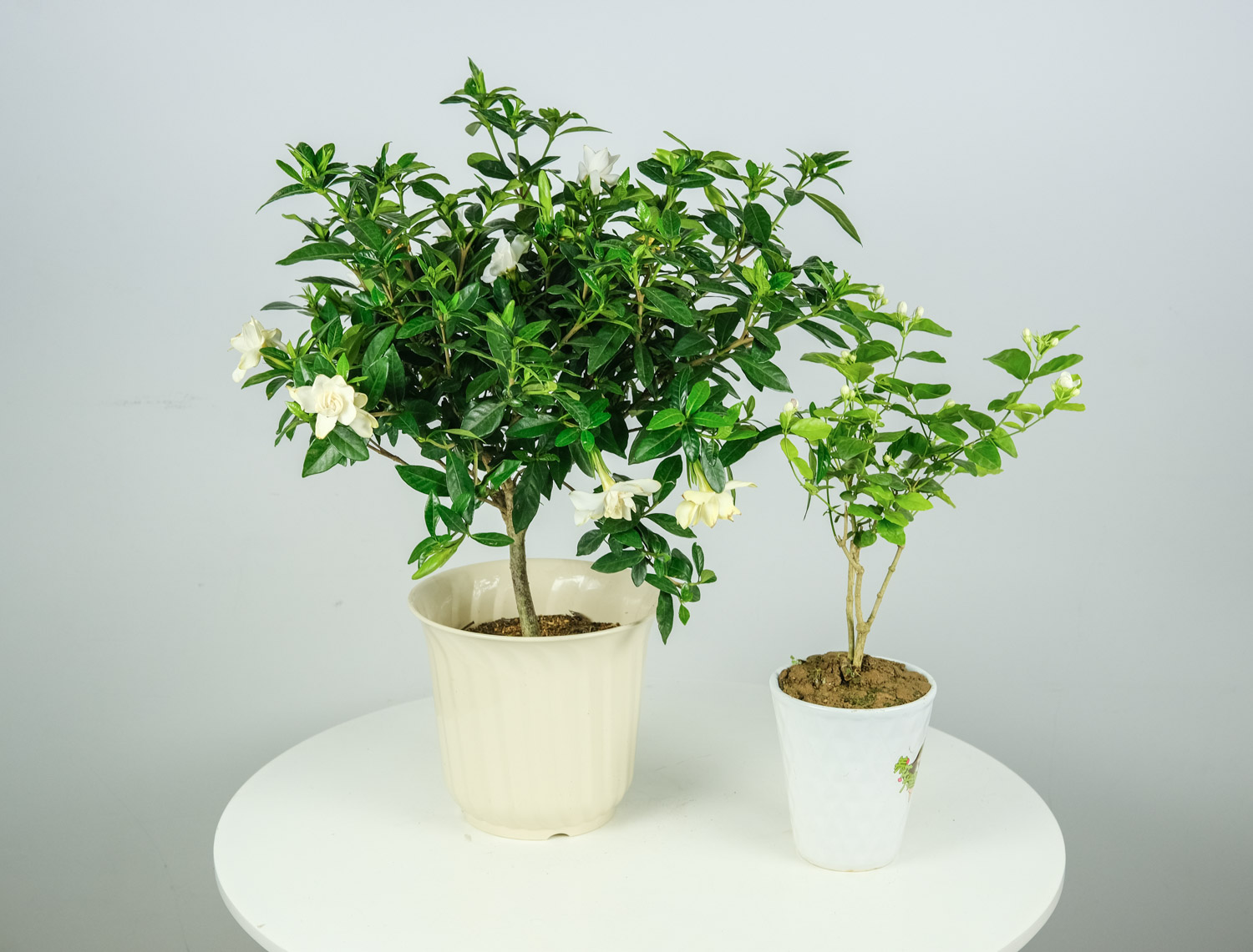 栀子花叶子干枯如何办，还能救活吗