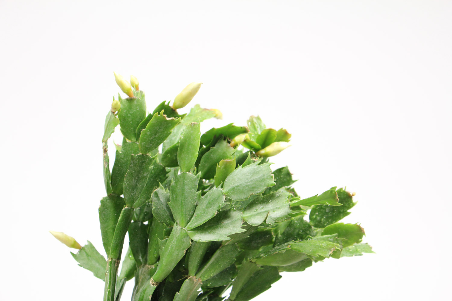 蟹爪兰叶子蔫了如何救