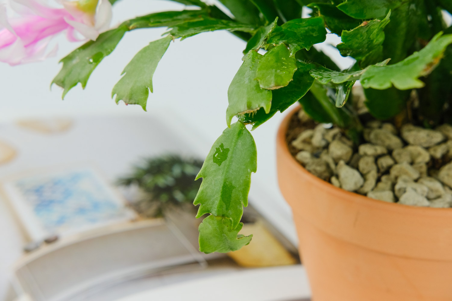 蟹爪兰叶子蔫了如何救