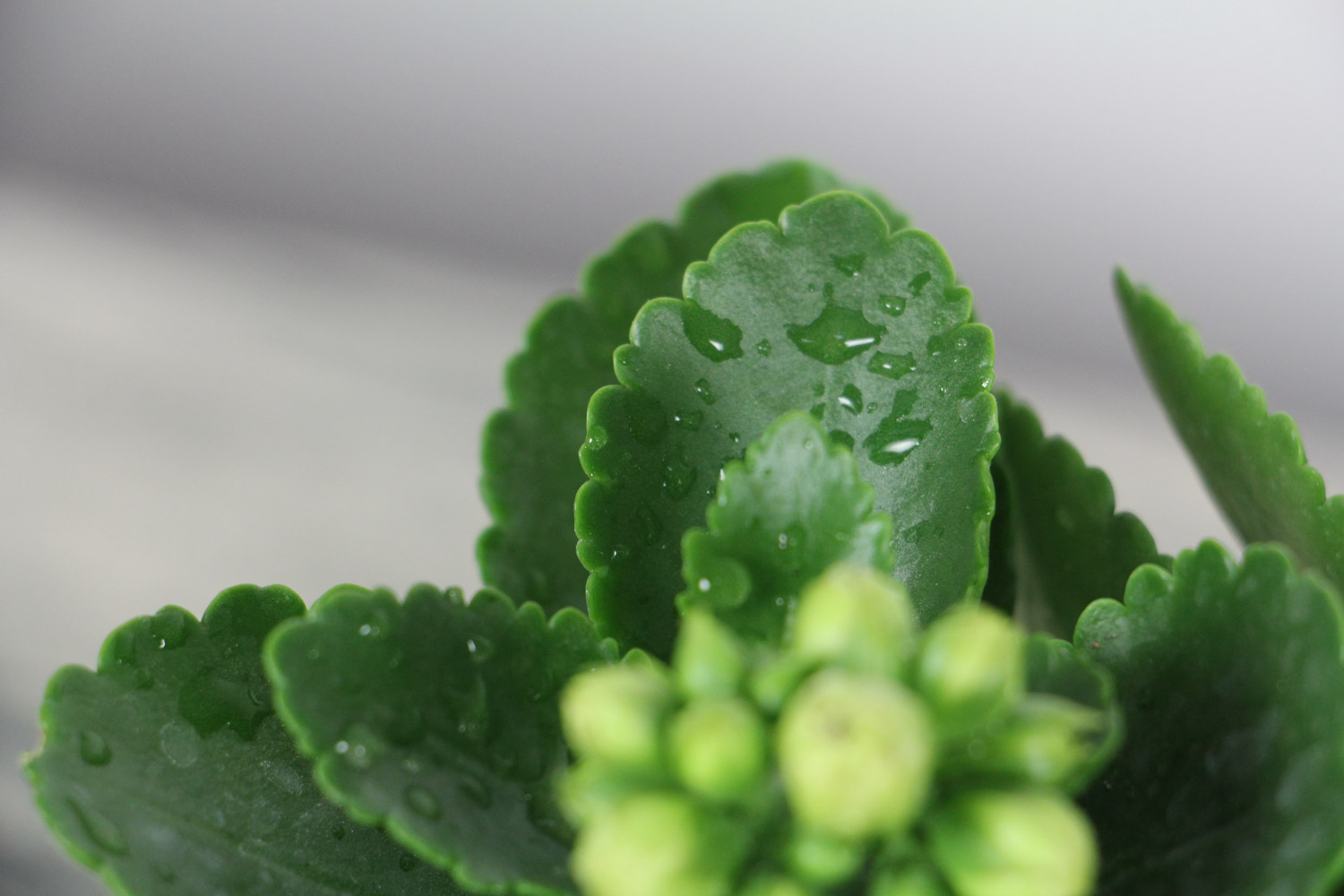 长寿花不开花如何回事（只长叶子不开花）