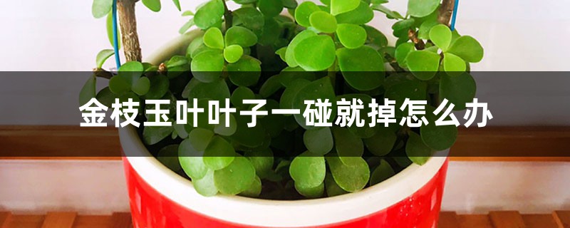 金枝玉叶叶子一碰就掉，枝条蔫软如何办