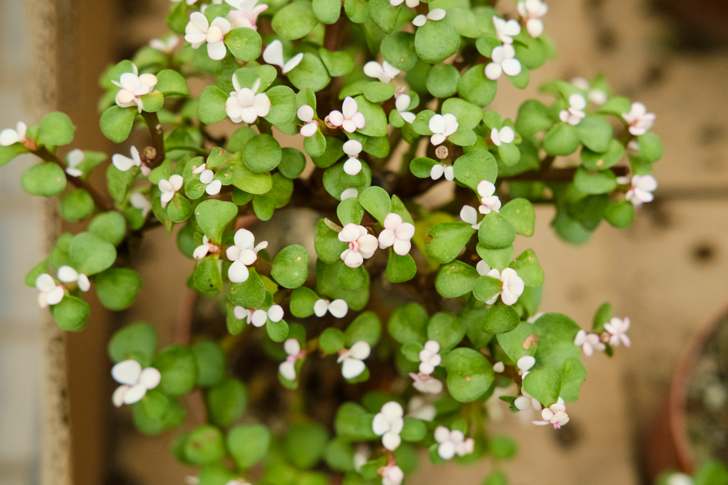 金枝玉叶叶子一碰就掉，枝条蔫软如何办