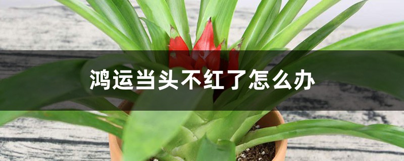 鸿运当头不红了如何办，如何养才红