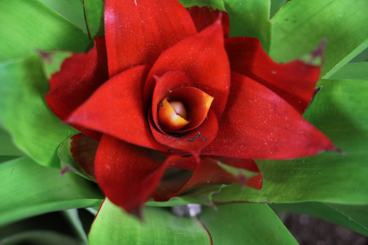 鸿运当头不红了如何办，如何养才红