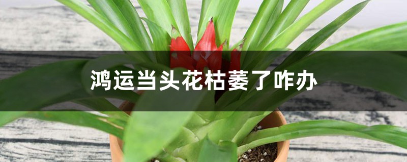 鸿运当头中间枯萎了，花谢了如何剪