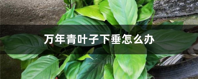 万年青叶子下垂如何办