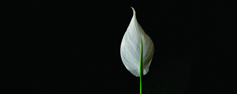 一帆风顺花蔫了如何办