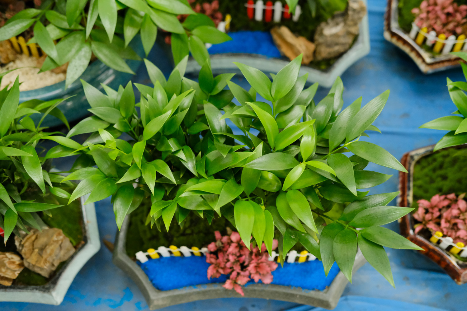 竹柏 竹柏干枯了还能救活吗