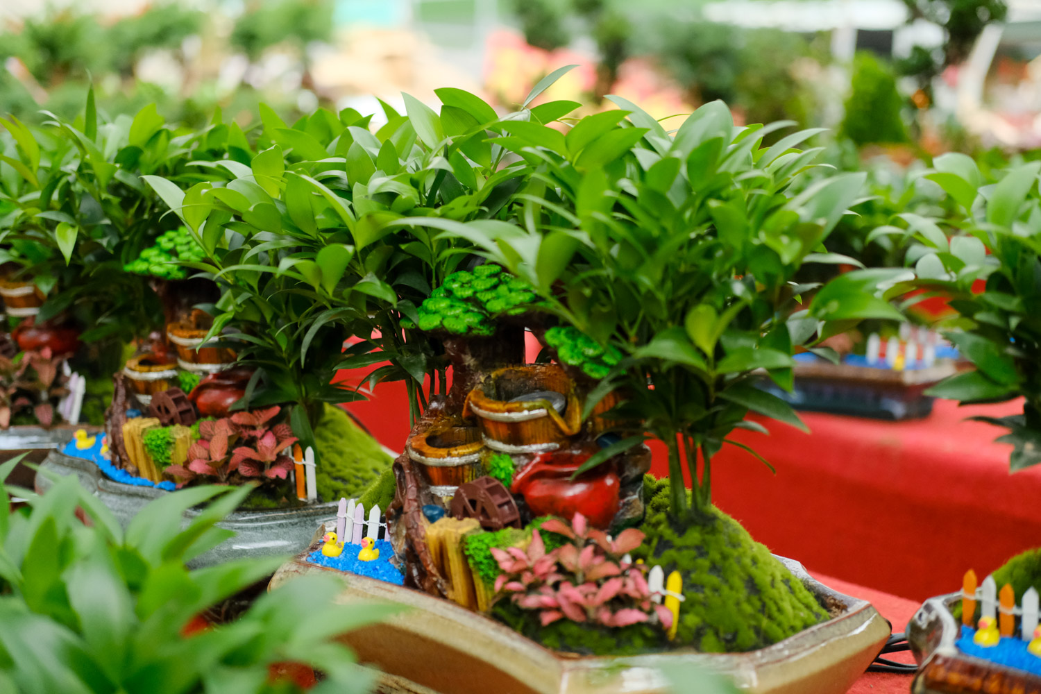 竹柏 竹柏干枯了还能救活吗