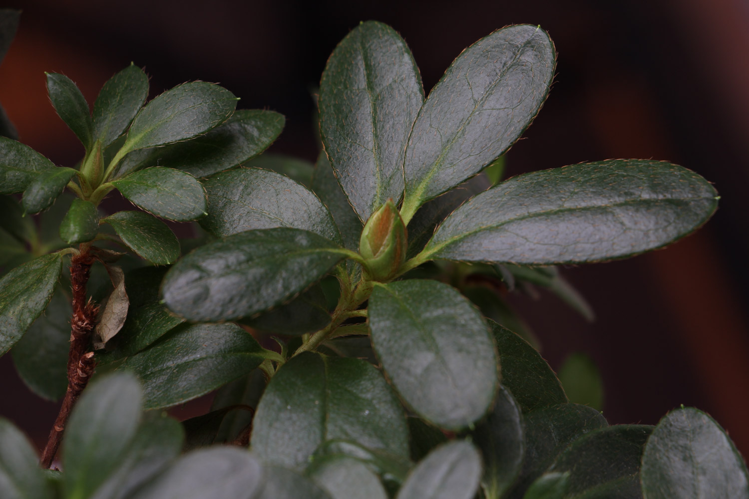 西洋鹃的养殖办法，落叶如何办