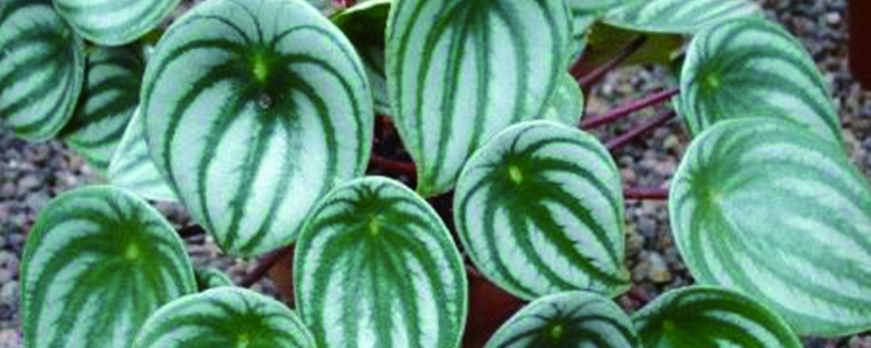 白脉椒草掉叶子如何办