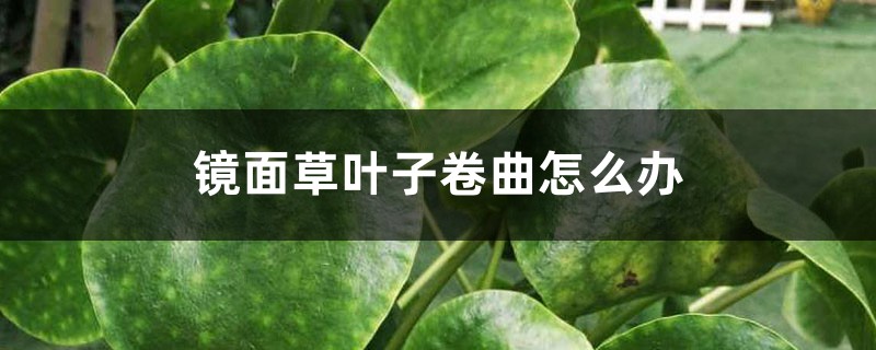 镜面草叶子卷曲如何办
