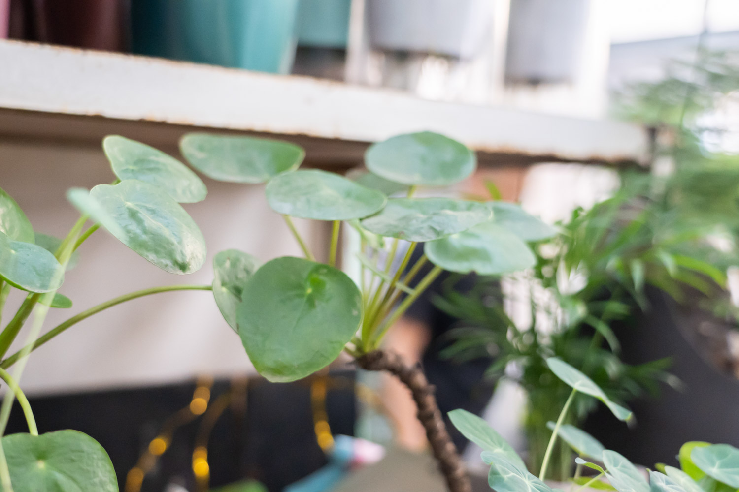 镜面草 镜面草叶子卷曲如何办