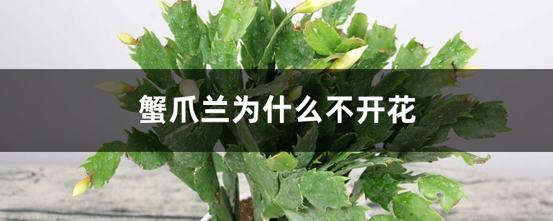 蟹爪兰为何不开花