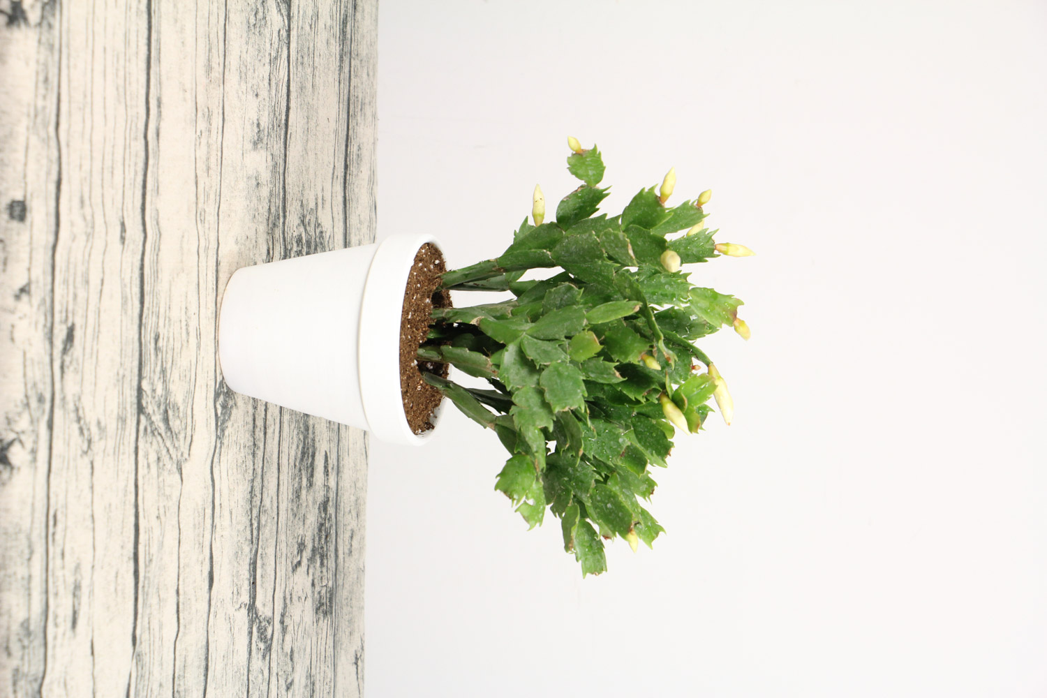 蟹爪兰 蟹爪兰为何不开花