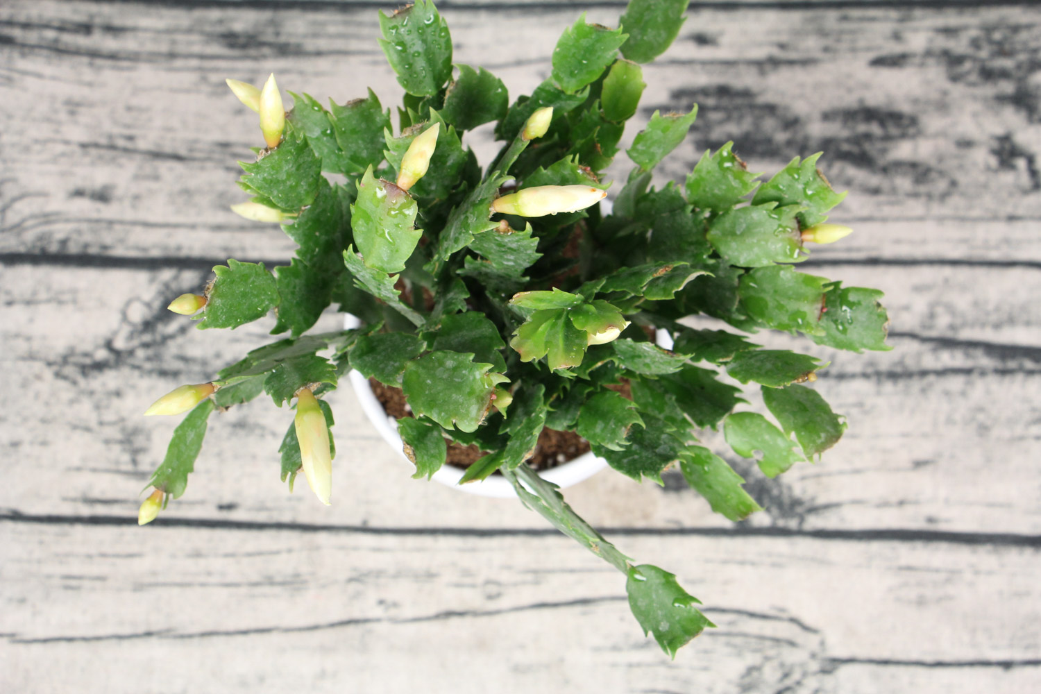 蟹爪兰 蟹爪兰为何不开花