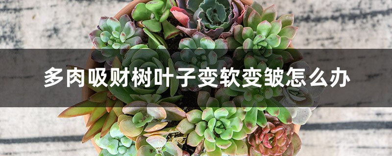 多肉吸财树叶子变软变皱如何办