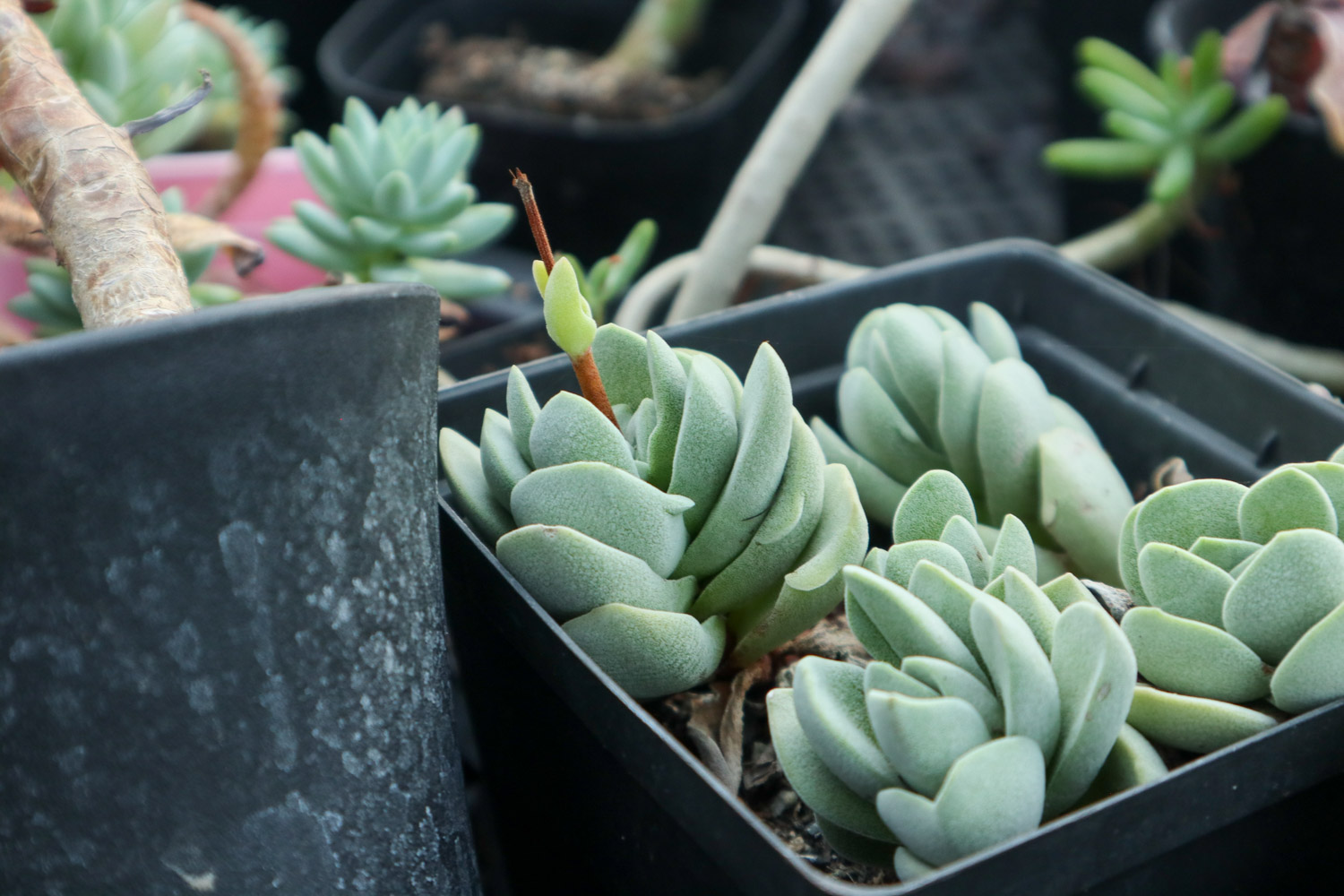 多肉吸财树叶子变软变皱如何办