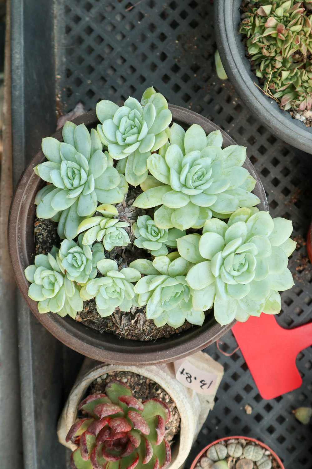 多肉吸财树叶子变软变皱如何办