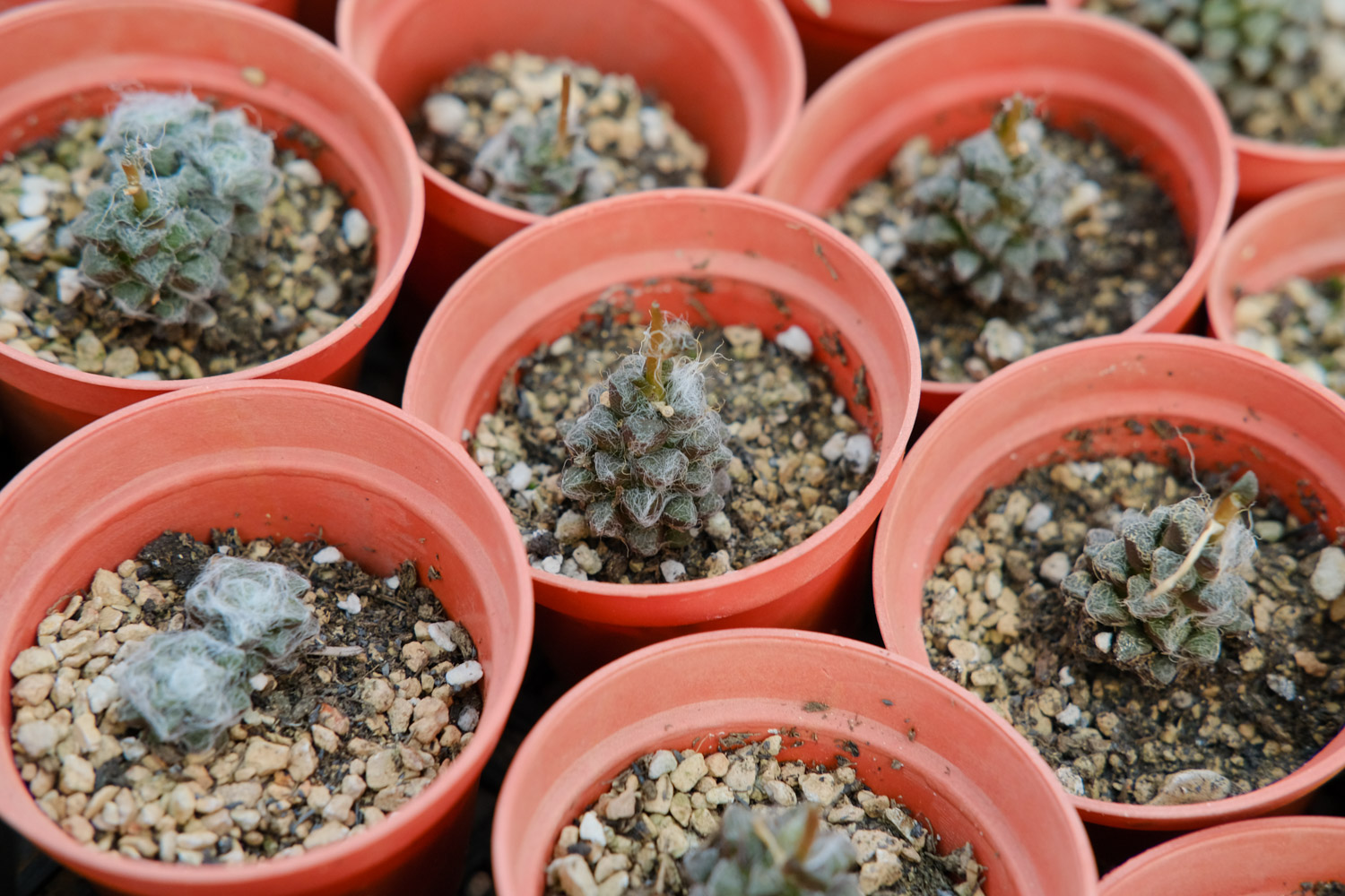 多肉吸财树叶子变软变皱如何办