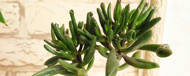 吸财树叶子蔫了如何办