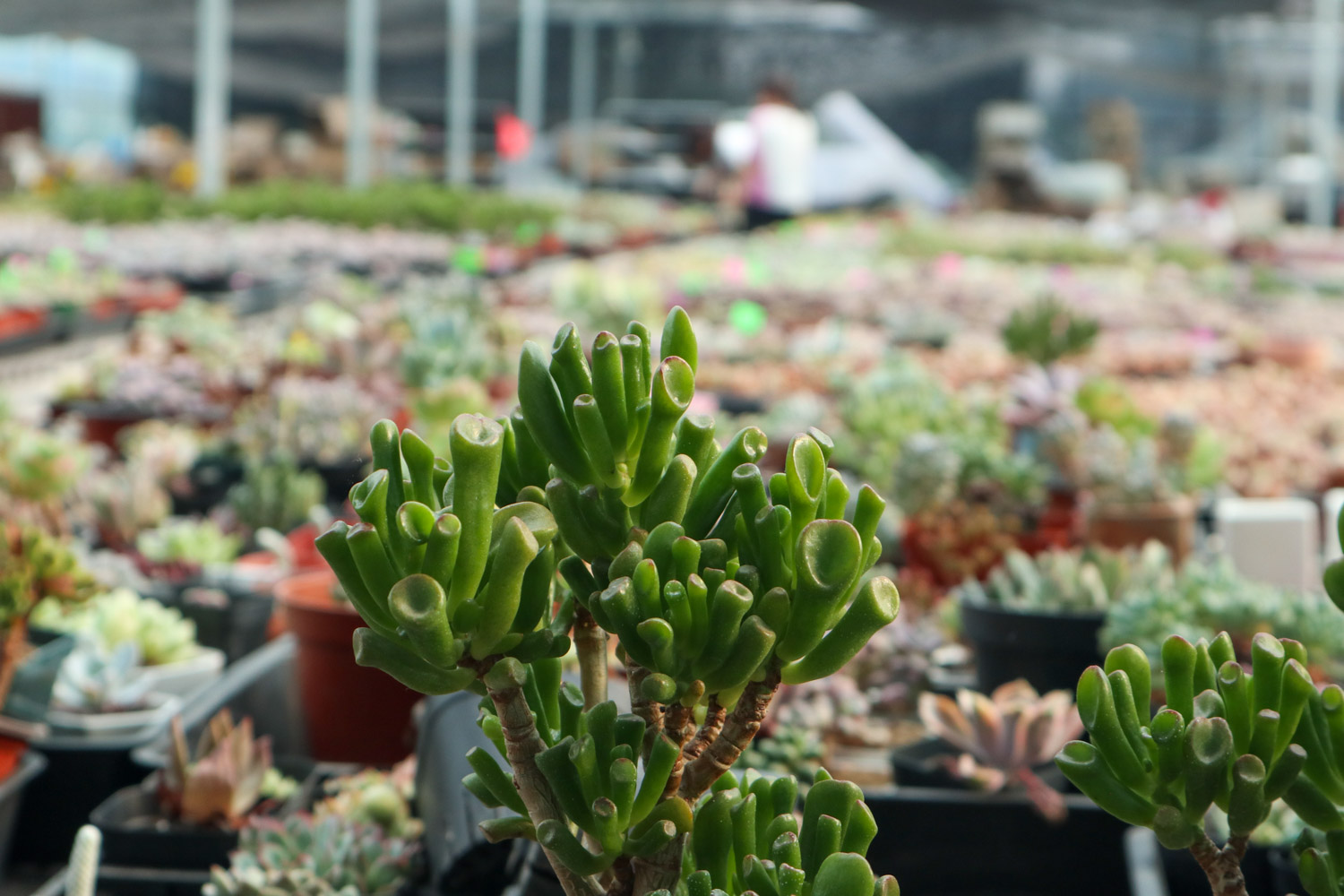 吸财树 吸财树叶子蔫了如何办