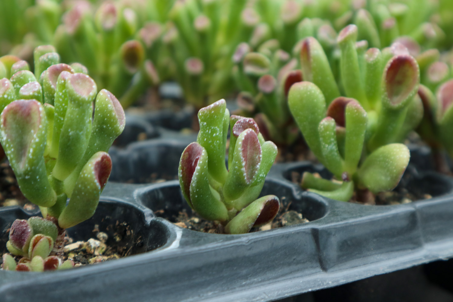 吸财树 吸财树叶子蔫了如何办