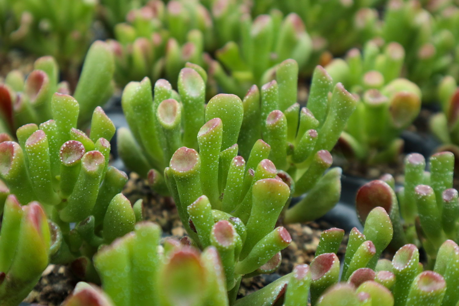 吸财树 吸财树叶子蔫了如何办