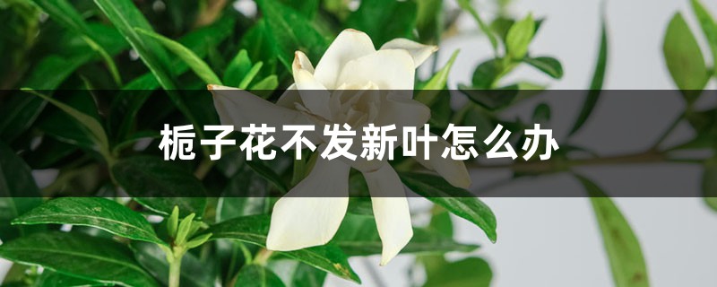 栀子花不发新叶如何办