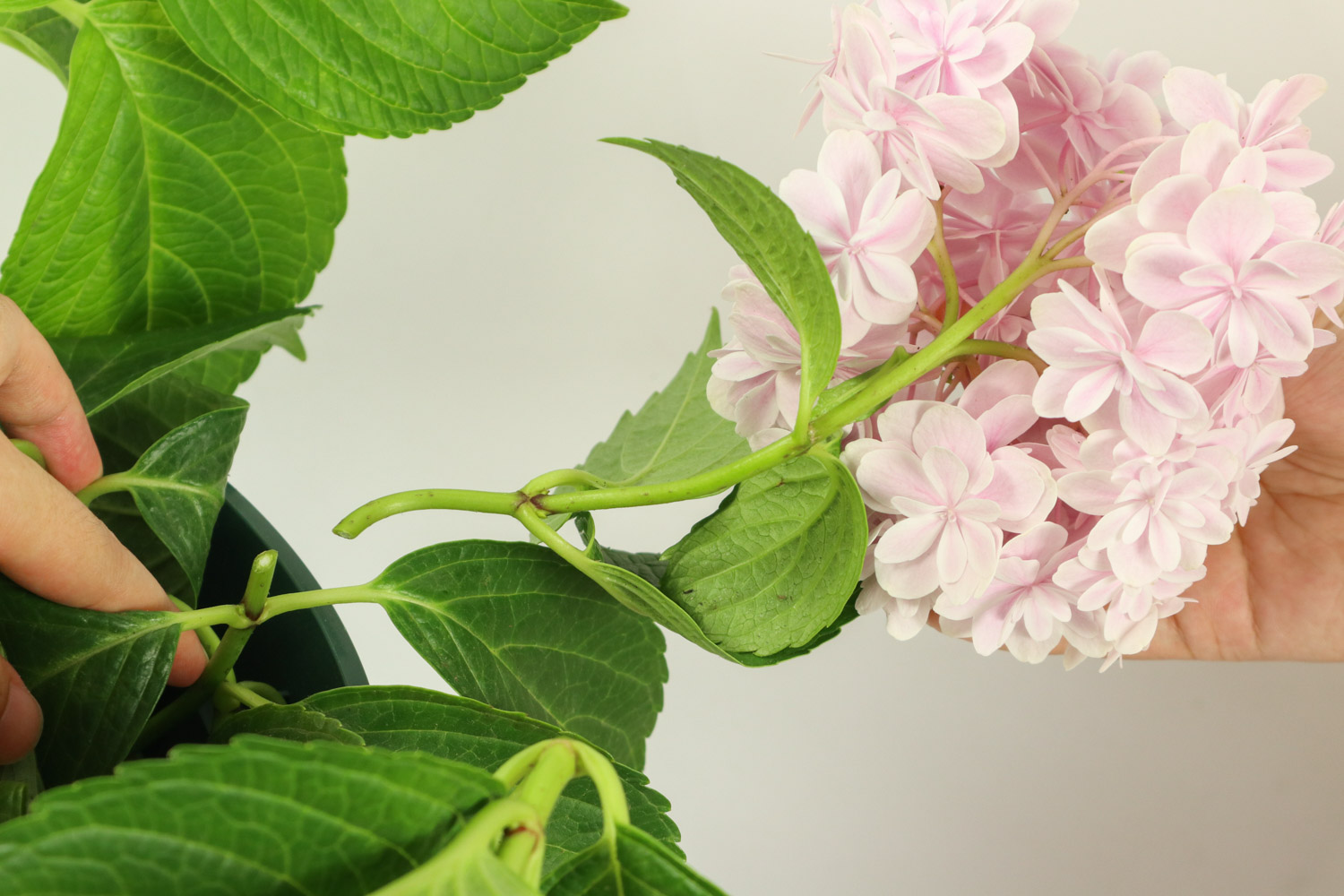 绣球 绣球花叶尖干枯如何办