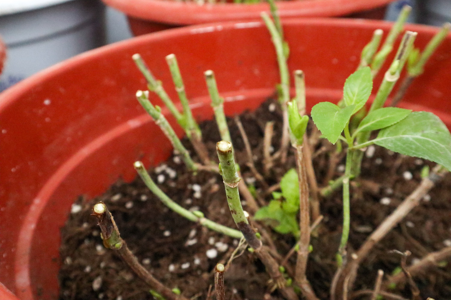 绣球 绣球花叶尖干枯如何办