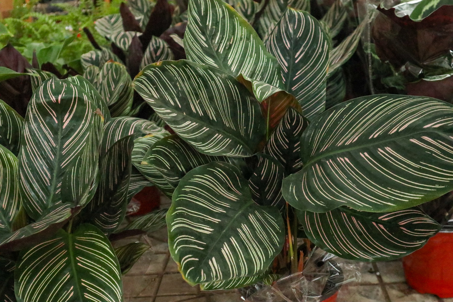 双线竹芋叶子卷了如何办