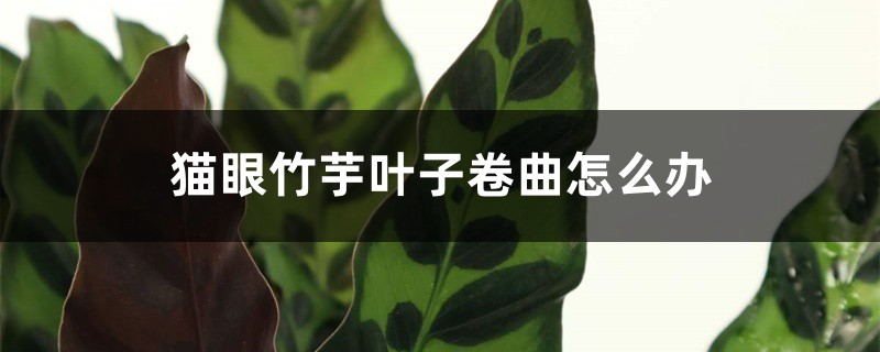 猫眼竹芋叶子卷曲如何办