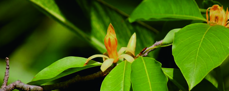 黄兰长虫了如何办