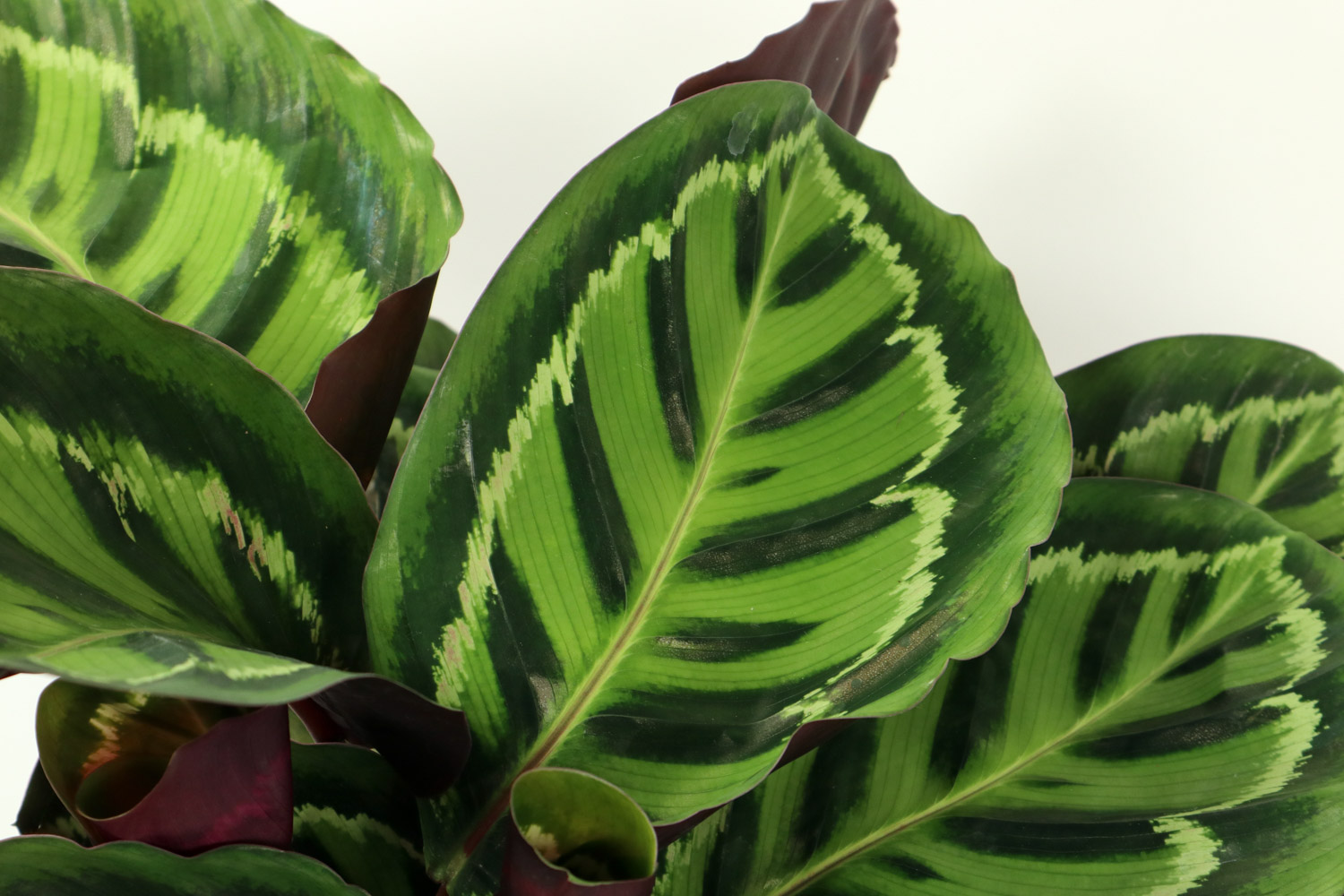 青苹果竹芋叶子耷拉下垂如何办