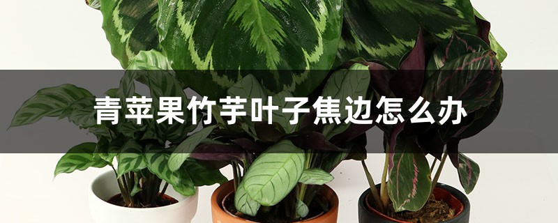 青苹果竹芋叶子焦边如何办