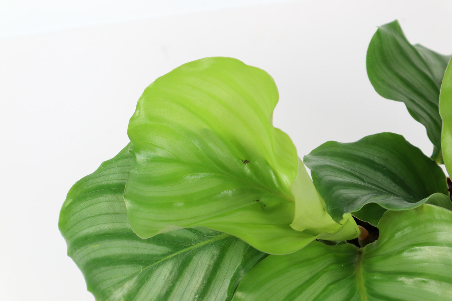 青苹果竹芋叶子焦边如何办