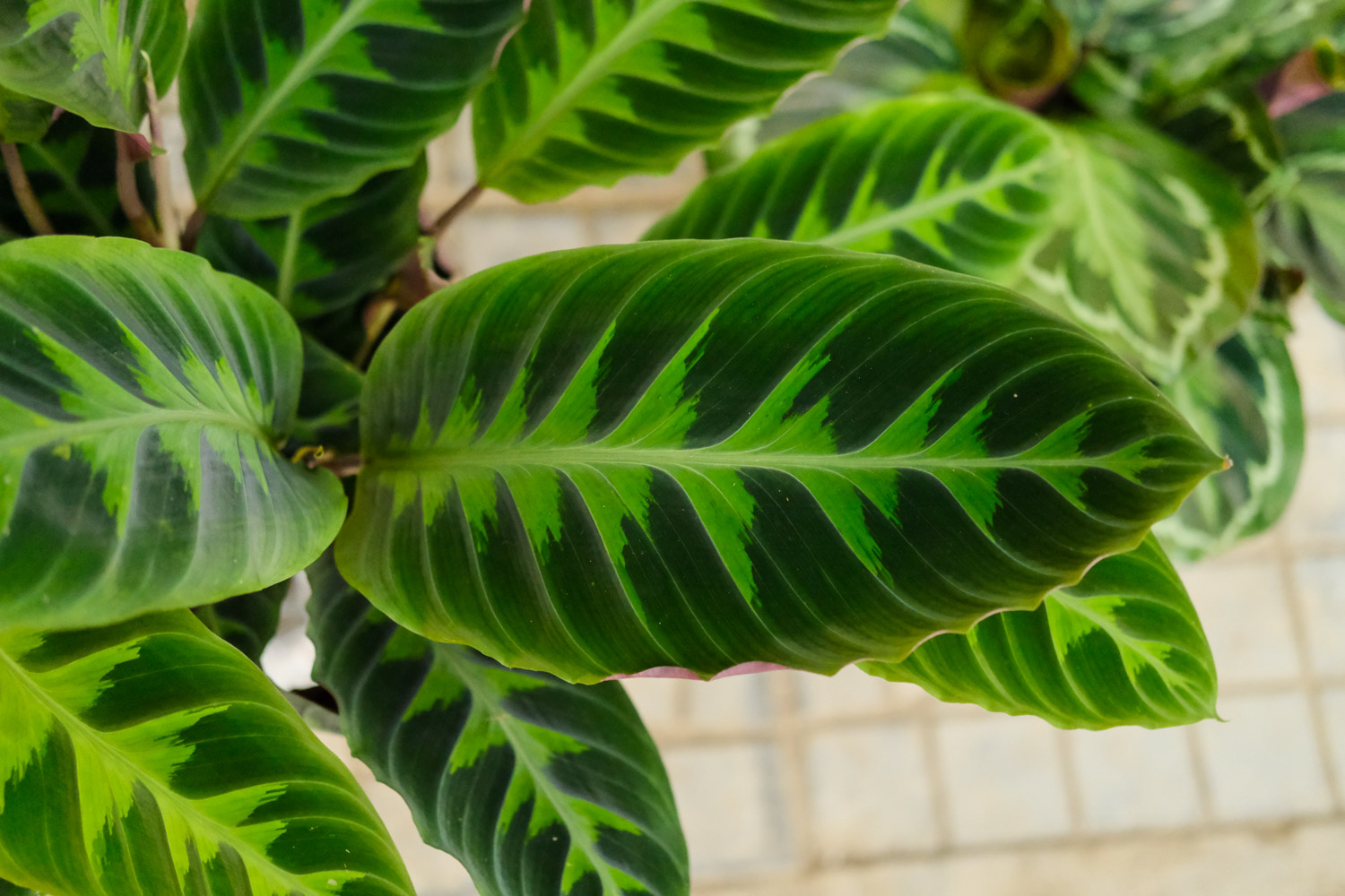 青苹果竹芋叶子焦边如何办