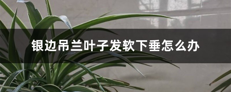 银边吊兰叶子发软下垂如何办
